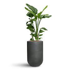 plant9